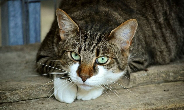 Μυθική απάντηση σε ανακοίνωση για χαμένο γάτο στο Παγκράτι (pics)