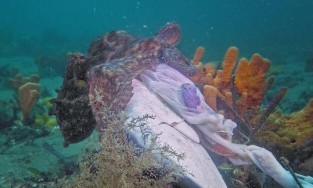 Χταπόδι-τέρας κατασπαράζει Καρχαρία με μανία! | ΒΙΝΤΕΟ