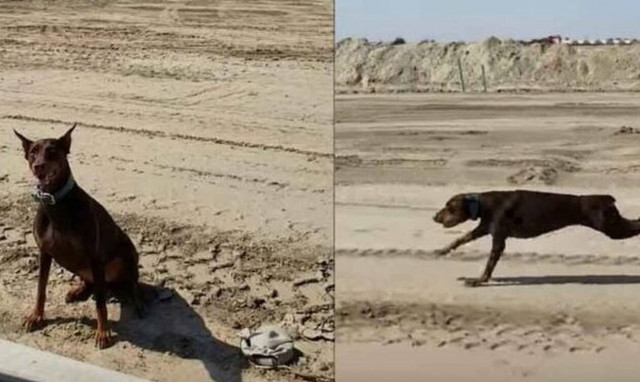 Ντόμπερμαν περιμένει το αφεντικό του να του πει «ΦΥΓΑΜΕ!» Δείτε τι ακολουθεί! | ΒΙΝΤΕΟ