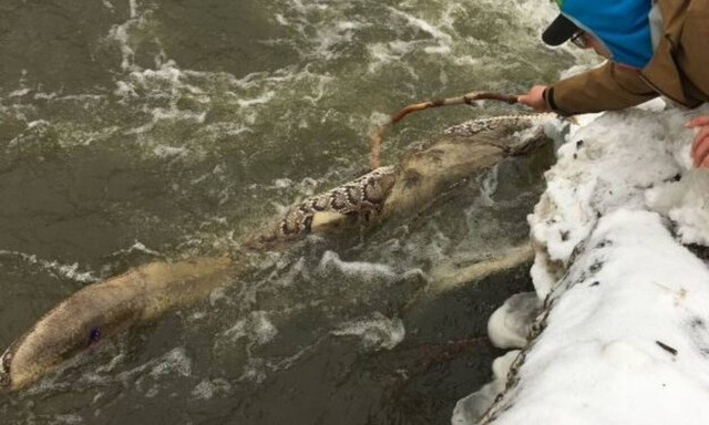 Φίδι «ξενερώνει» άσχημα τον ανήμπορο ψαρά! ΒΙΝΤΕΟ