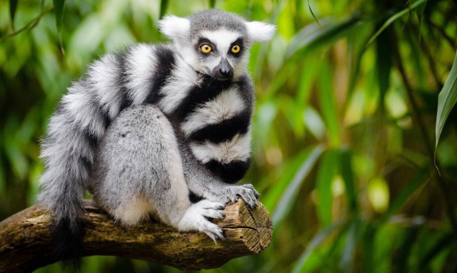 Λεμούριος χώθηκε στο μπούστο μοντέλου του Playboy (video)