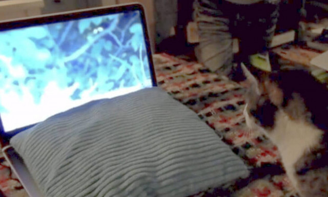 Γάτα κοιτάζει την οθόνη και… σαλτάρει! | ΒΙΝΤΕΟ