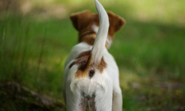 Δεν θα πιστεύετε τι… μεγαλώνει στο πρόσωπο αυτού του κουταβιού – Απίστευτες εικόνες (pics)
