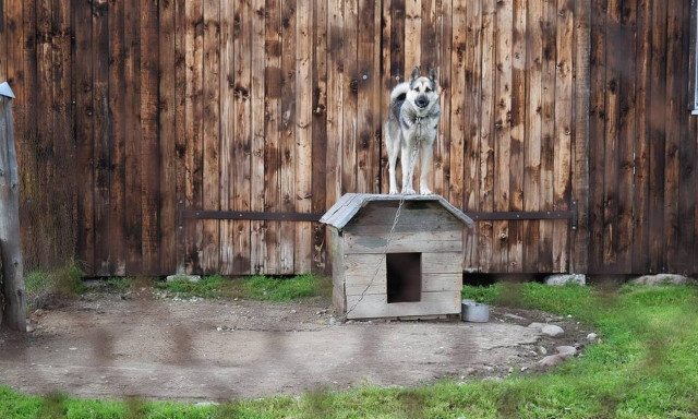 Απίστευτο: Γεννήθηκε σκυλί με ουρά στο... κεφάλι (pics)