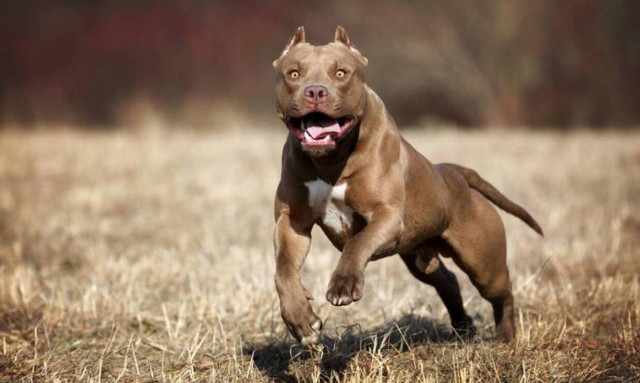 Σέρρες: Σοκάρει η μητέρα του 9χρονου – Τα σκυλιά πετσόκοψαν το παιδί μου