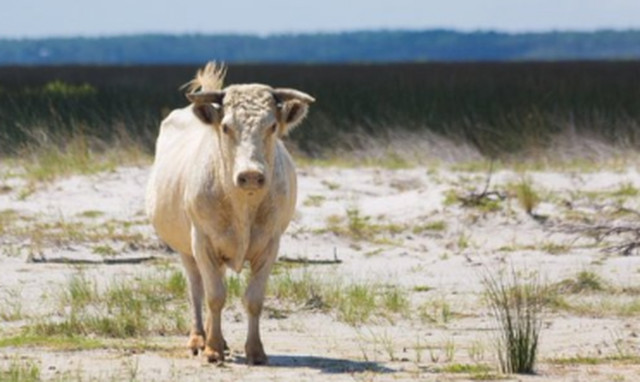 Απίστευτο - Αγελάδες ναυαγοί: Παρασύρθηκαν από τυφώνα -  Βρέθηκαν σε νησί δύο μήνες μετά (pics)