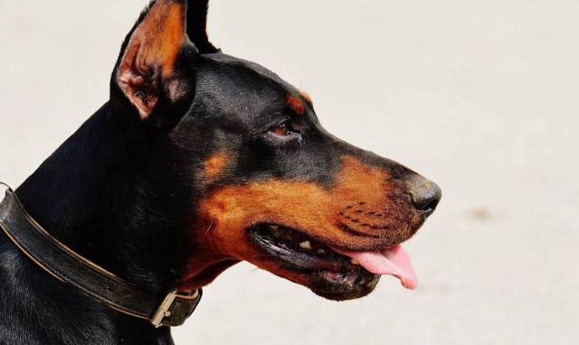 Σοκ στις Σέρρες: Σκύλοι επιτέθηκαν και τραυμάτισαν σοβαρά 9χρονο – Στο νοσοκομείο ο μαθητής