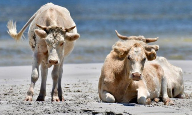 Αγελάδες «ναυαγοί»: Παρασύρθηκαν από τυφώνα - Βρέθηκαν σε νησί δύο μήνες μετά (pics) 