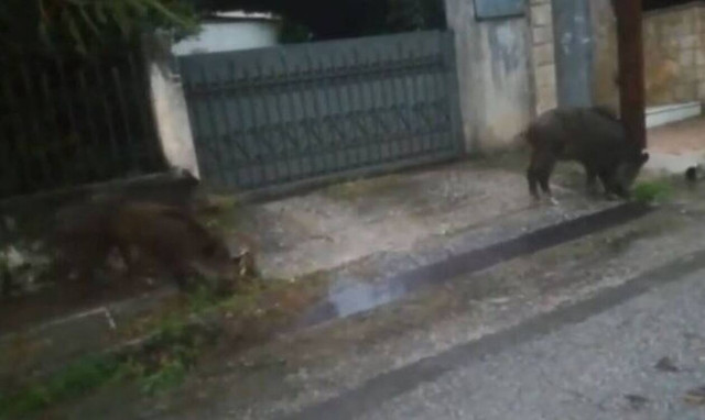 Απίστευτο βίντεο: Αγριογούρουνα βγήκαν… βόλτα στις γειτονιές της Ραφήνας