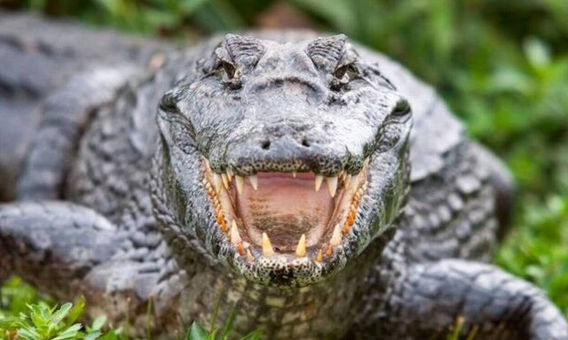 Σώθηκε από θαύμα: Του επιτέθηκε κροκόδειλος – Αυτό που έκανε τον γλίτωσε την τελευταία στιγμή (pics)