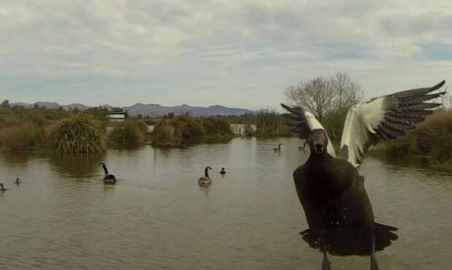Χήνα με τρελά νεύρα ΤΣΑΚΙΖΕΙ ενοχλητικό drone! (vid)