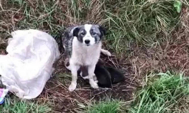 Ανήμπορη σκυλίτσα παίρνει ΟΛΗ την αγάπη του κόσμου - Δείτε το συγκινητικό video