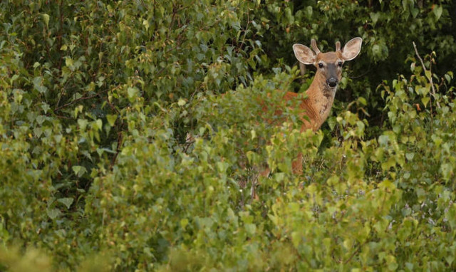 Οικογενειακή τραγωδία: Πέρασε τον αδερφό του για ελάφι και τον πυροβόλησε 