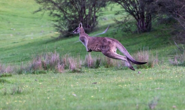 Άγριο ξύλο: Της επιτέθηκε καγκουρό - Δείτε πώς την έκανε (pics)