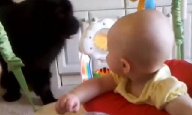 Δείτε τι γίνεται όταν μπαίνει στο δωμάτιο ο πελώριος σκύλος! (vid)