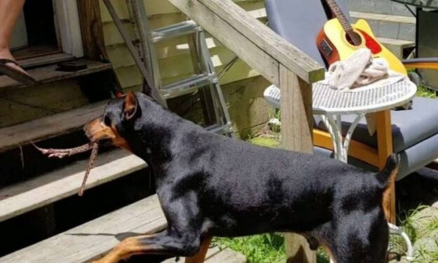 Ντόμπερμαν επιστρέφει σπίτι και η αφεντικίνα του ουρλιάζει με αυτό που βλέπει στο στόμα του!