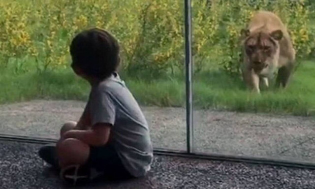 Λυσσασμένο λιοντάρι ορμάει σε ανυποψίαστα παιδάκια!