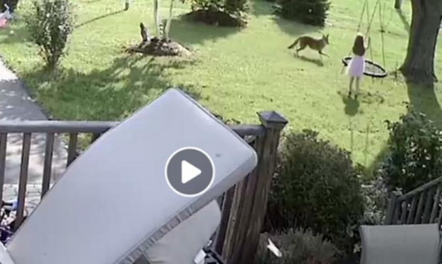 Απίστευτο βίντεο: Κογιότ επιτίθεται σε κοριτσάκι που παίζει στην αυλή