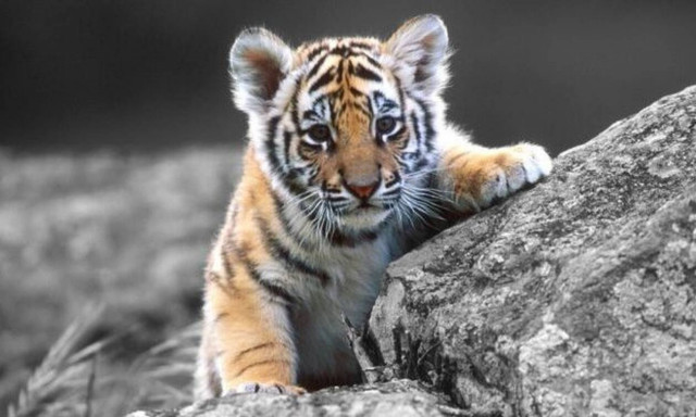 Δείτε το πιο σπάνιο τιγράκι του πλανήτη σε ένα βίντεο-θησαυρό! (vid)