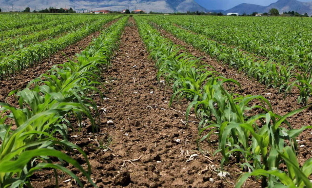 Επιδοτήσεις αγροτών 2019: Η κυβέρνηση δίνει 235 εκατ. ευρώ - Ποιοι είναι οι δικαιούχοι