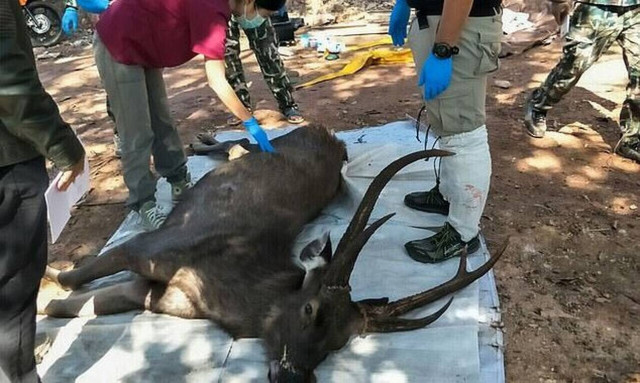 Βρήκαν νεκρό ελάφι: «Τα έχασαν» όταν είδαν τι είχε στο στομάχι του (pics)