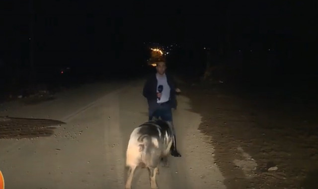 Επικό βίντεο: Γουρούνι δαγκώνει ρεπόρτερ του Παπαδάκη στον αέρα της εκπομπής