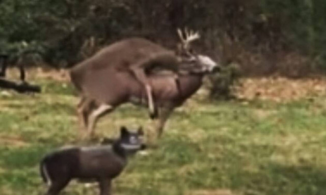 Βίντεο: Αρσενικό ελάφι κάνει έρωτα με… λάθος ελαφίνα!