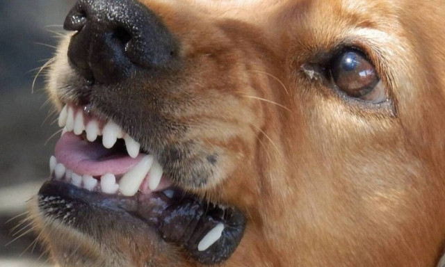 Σοκ στη Θεσσαλονίκη: Σκυλιά δάγκωσαν και τραυμάτισαν μαθητές 