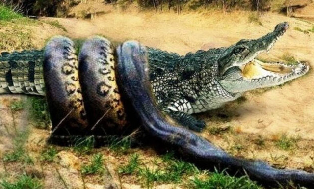 Πύθωνας δείχνει στον κροκόδειλο ποιος είναι το… αφεντικό 