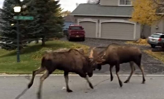 Εξαγριωμένοι τάρανδοι παίζουν τρελό ξύλο σε αυλή σπιτιού!