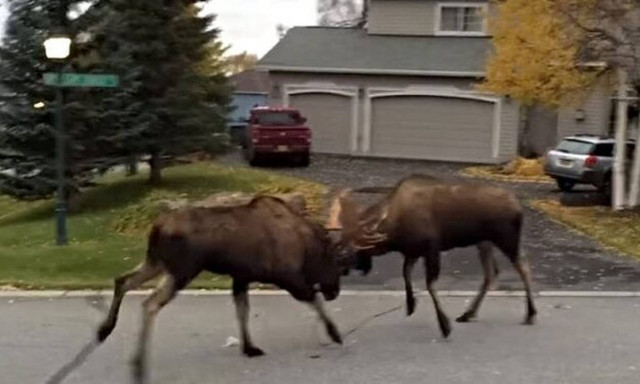 Εξαγριωμένοι τάρανδοι παίζουν τρελό ξύλο σε αυλή σπιτιού! (vid)
