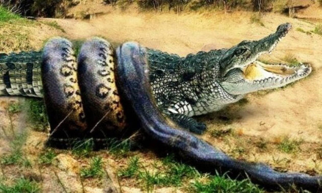 Πύθωνας δείχνει στον κροκόδειλο ποιος είναι το… αφεντικό! (vid)