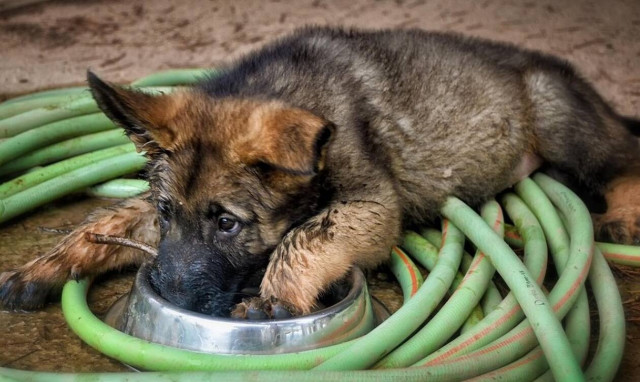 Συγκινητικό: Αυτό το λυκόσκυλο θα μείνει για πάντα κουτάβι (pics)