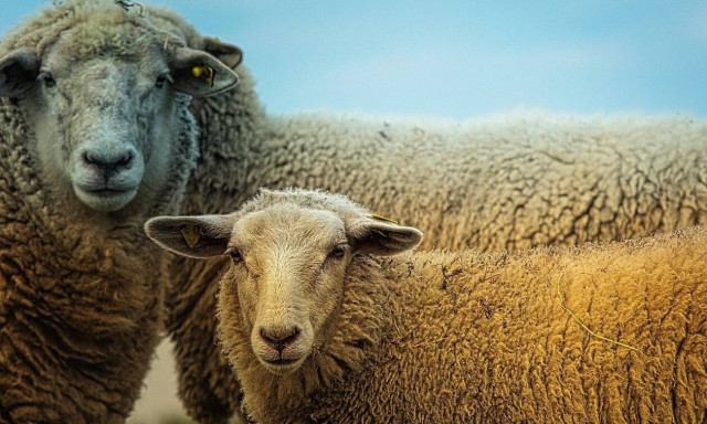 Σοκ σε χωριό: Κάτοικοι βρήκαν σφαγμένο πρόβατο με ζωγραφισμένες πεντάλφες (photos)