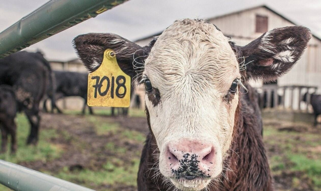 Γυναίκα πήγε να χαϊδέψει αγελάδα – Αυτό που της συνέβη σοκάρει (ΣΚΛΗΡΕΣ ΕΙΚΟΝΕΣ)