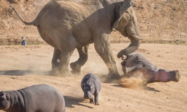 Βίντεο: Ελέφαντας με πολλά νεύρα δείχνει ποιος κάνει κουμάντο στην περιοχή!