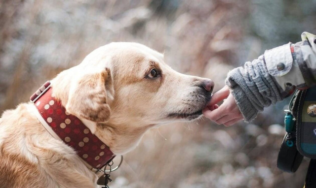 Άφησε το σκύλο της να παίξει στο πάρκο - Έπαθε ΣΟΚ με αυτό που βρήκε (pics)