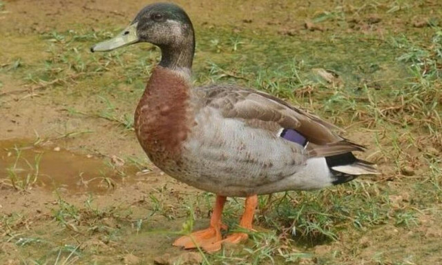 Απίστευτο: Δείτε τι κάνει αυτή η πάπια για να σωθεί από σκύλο (video)