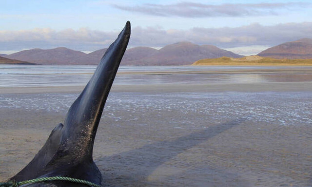 ΣΚΛΗΡΕΣ ΕΙΚΟΝΕΣ: Ξεβράστηκε νεκρή φάλαινα – Δείτε τι βρήκαν στο στομάχι της (pics-vid)