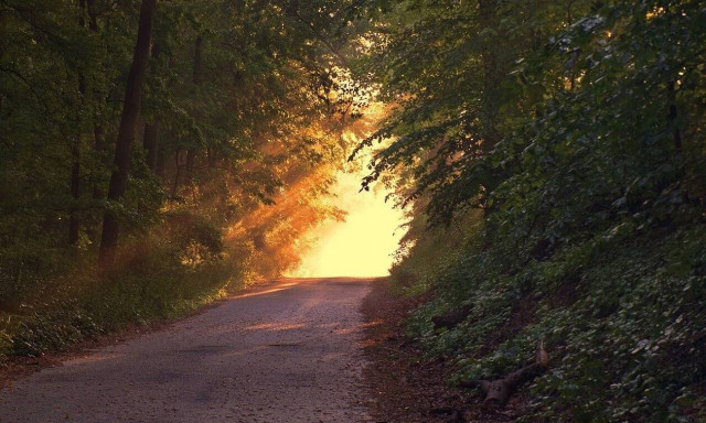 Περιπλανιόταν στο δάσος για δύο εβδομάδες – Δεν θα πιστεύετε πώς κατάφερε να επιβιώσει 