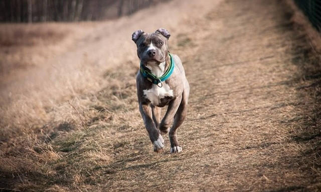 Βόλος: Άγρια επίθεση πίτμπουλ σε ταχυδρόμο - Τον έστειλε στο Νοσοκομείο