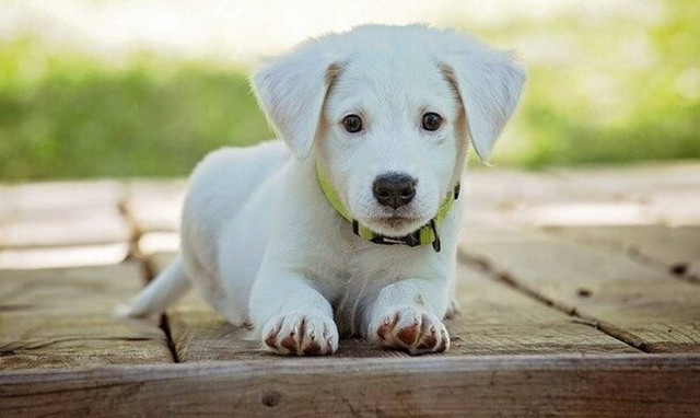 Ντροπή! Κέρκυρα: Πέταξαν κουτάβια σε λάκκο με νερό για να πνιγούν