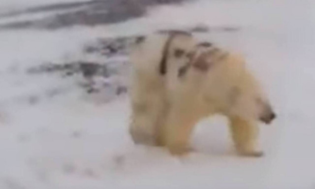 Μυστήριο με το «γκράφιτι» της αρκούδας: Τι εξηγούν οι επιστήμονες