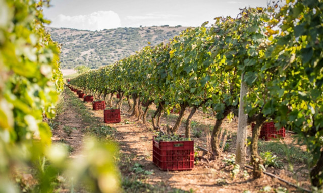 Γιατί όσοι ξέρουν από τσίπουρο δίνουν το «Δεκαράκι» τους στο μονοποικιλιακό