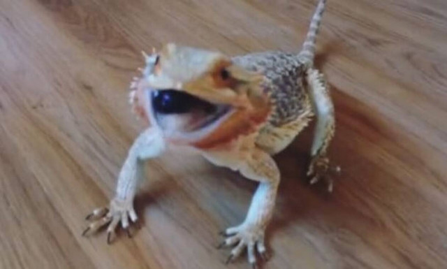 Βίντεο: Πετάνε μούρα σε αυτόν το δράκο και κάνει σαν… παλαβός!