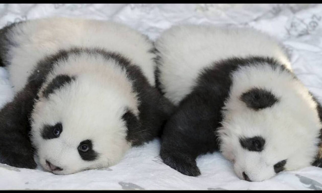 Τα πιο χαριτωμένα κλικ της ημέρας: «Βαφτίστηκαν» τα δύο γιγάντια πάντα του Βερολίνου