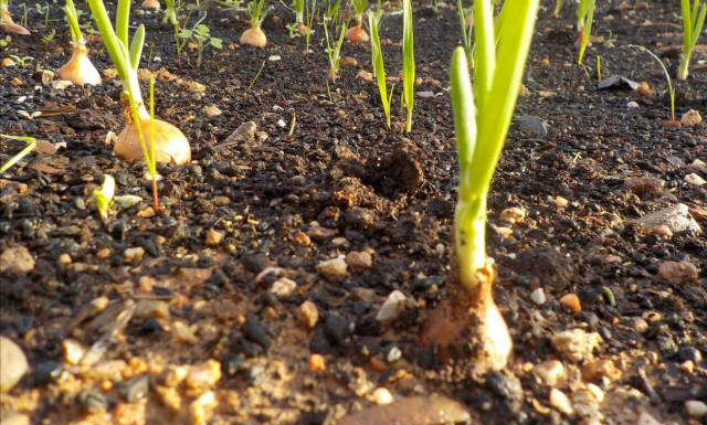 Χριστουγεννιάτικο μπαζάρ από τη Γη Θεραπαινίς για την ενίσχυση του κηπουρικού της προγράμματος