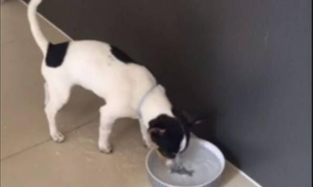 Δείτε τι έκαναν στον σκύλο για να τον… τρελάνουν! (video)