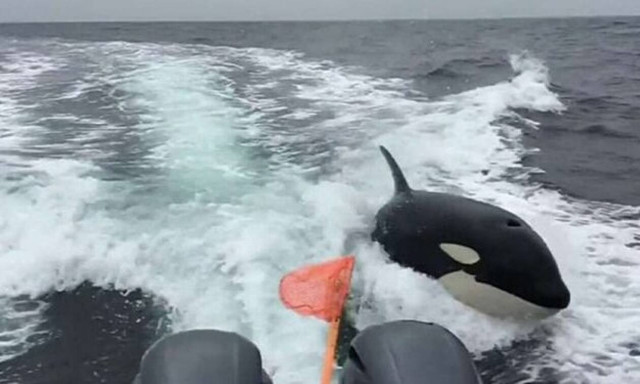 Φάλαινα δολοφόνος παίρνει στο κυνήγι σκάφος! (vid)