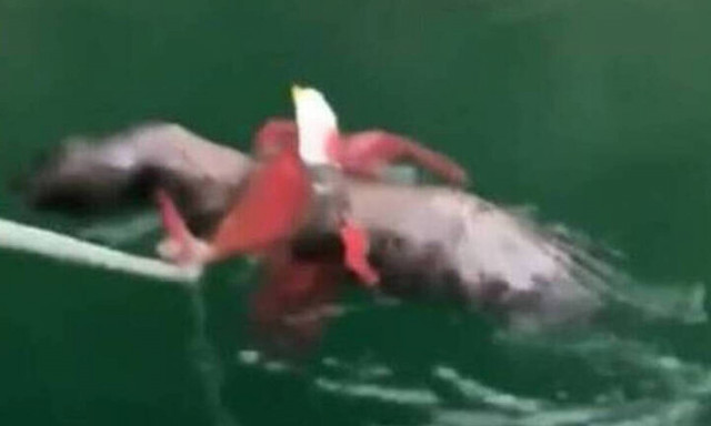 Δραματική διάσωση αετού από οργισμένο… χταπόδι 